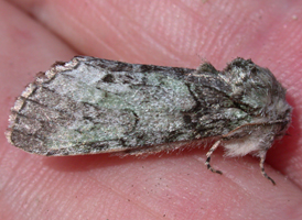 Mottled Prominent